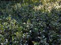 Euonymus fortunei Silver Queen IMG_4430 Trzmielina Fortunea